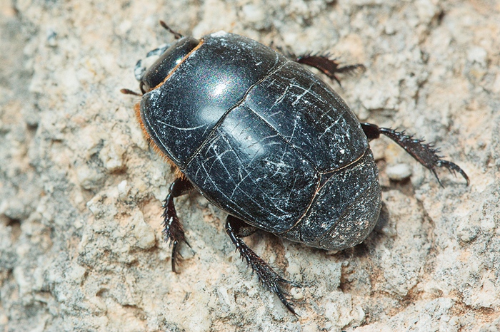 Pactolinus major (Hysteridae)